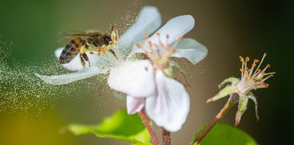 Conquer pollen-related eye irritation like a pro 1